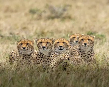 Afrika